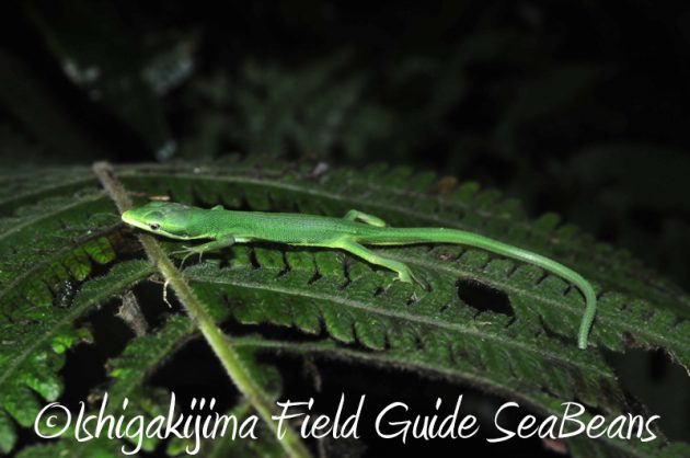 8月10日石垣島ナイトツアー19