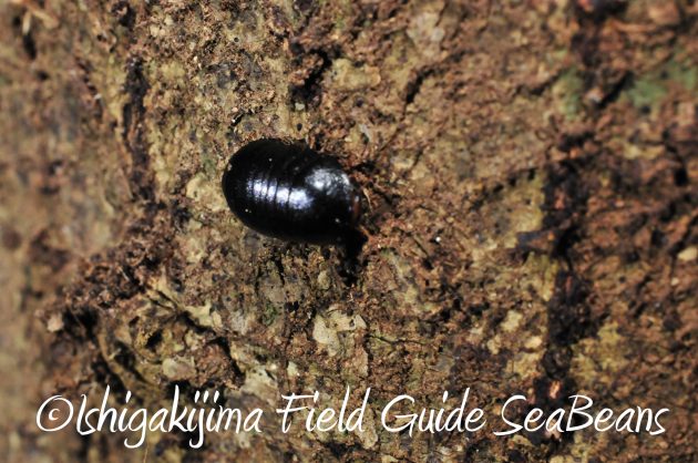 8月24日石垣島ナイトツアー18