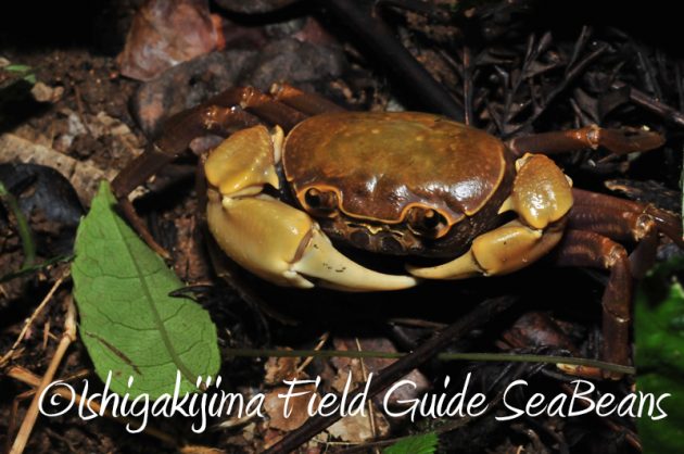 8月11日石垣島ナイトツアー6