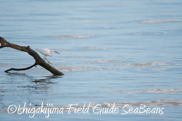8.15石垣島バードウオッチング&野鳥撮影8