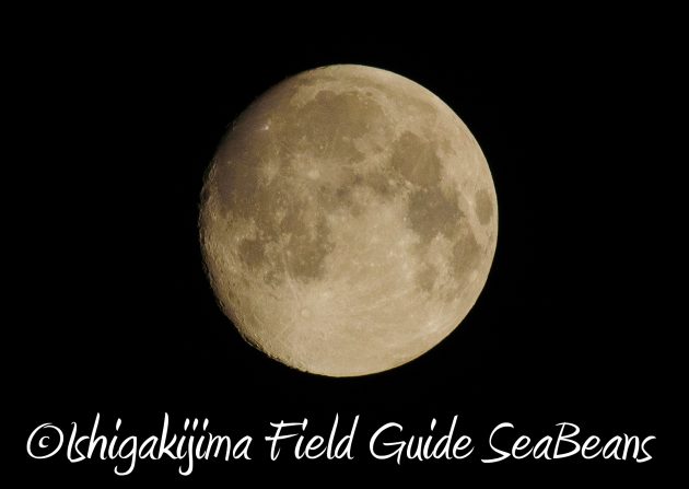 8.16石垣島ナイトツアー20