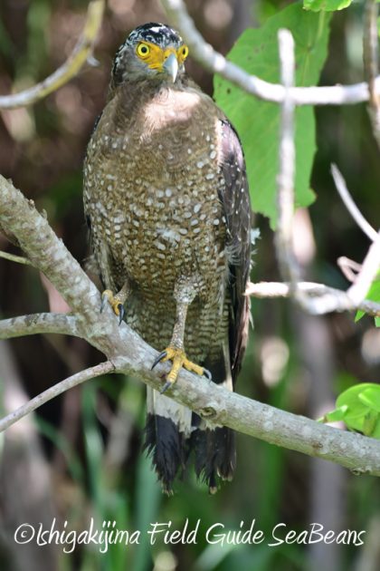 8月4日鳥獣保護区域等巡回調査10