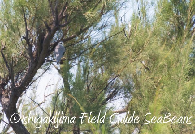 8.15石垣島バードウオッチング&野鳥撮影18