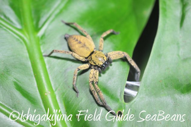 8月13日石垣島ナイトツアー16