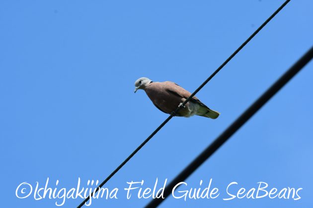 8月25日石垣島バードウオッチング＆野鳥撮影ガイド17