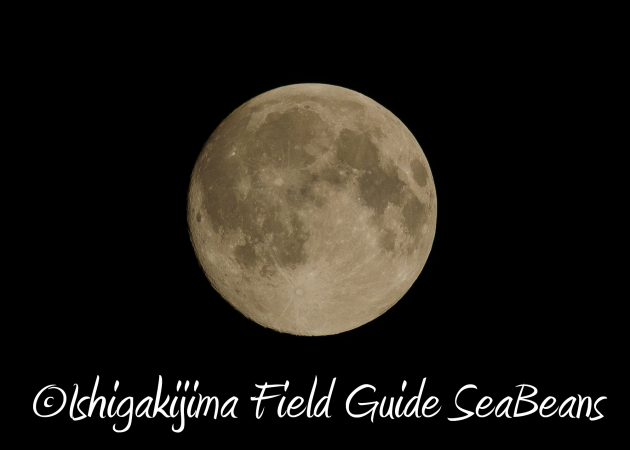 8月17日石垣島ナイトツアー20