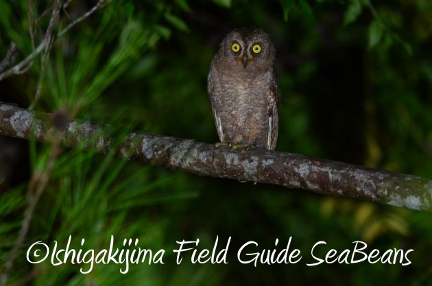 8月17日石垣島ナイトツアー3