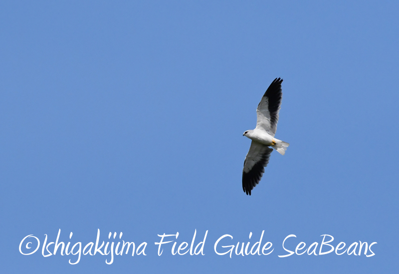 カタグロトビなど石垣島の野鳥達。バードウオッチング＆野鳥撮影。
