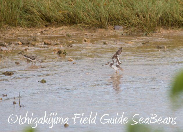 8月26日石垣島バードウオッチング＆野鳥撮影ガイド14