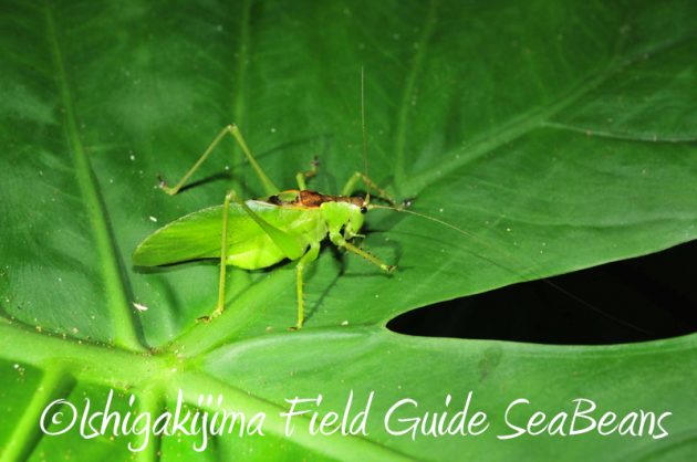 7月31日 石垣島ナイトツアー5