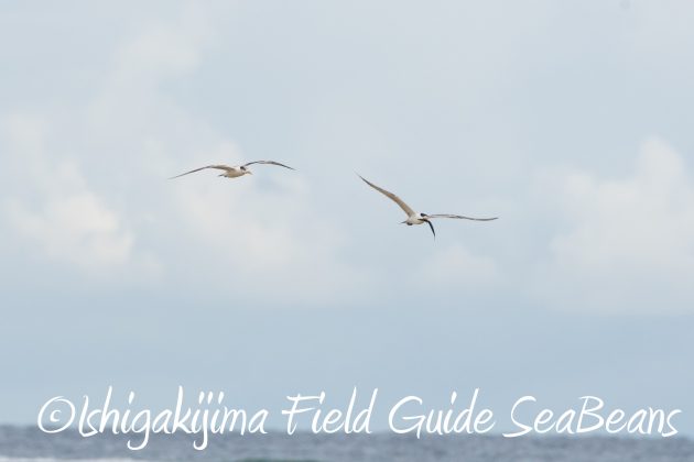 8月17日石垣島バードウオッチング&野鳥撮影16