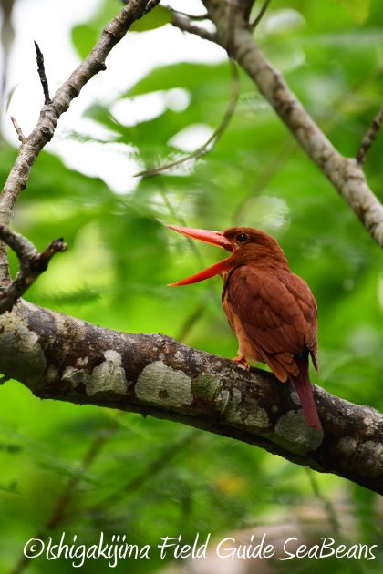 8月12日石垣島バードウオッチング＆野鳥撮影3