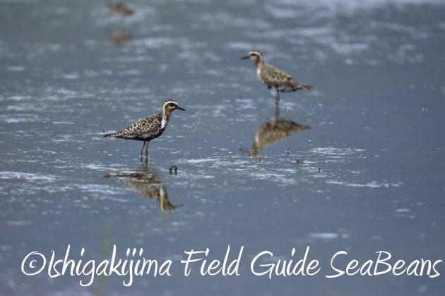 8.28石垣島バードウオッチング＆野鳥撮影3