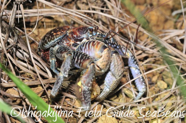 8月1日　石垣島ナイトツアー13