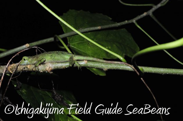 8.16石垣島ナイトツアー10