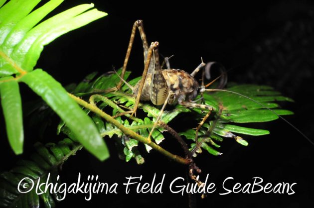 8月1日　石垣島ナイトツアー9