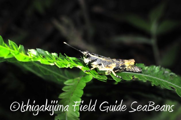 8月8日 石垣島ナイトツアー16