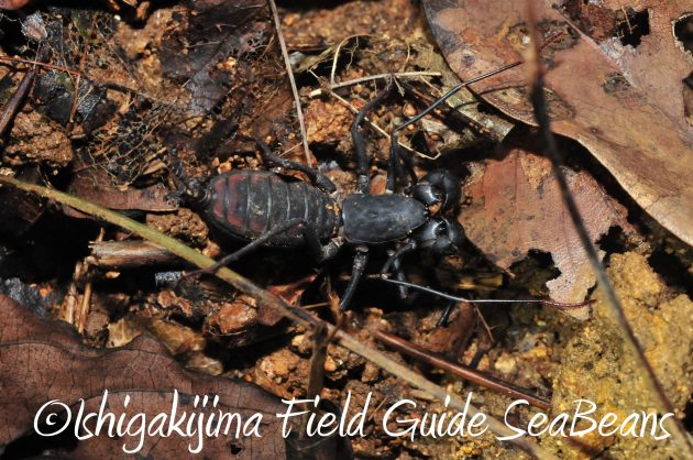 8月17日石垣島ナイトツアー9