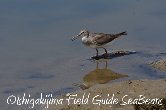 8月16日石垣島　バードウオッチング＆野鳥撮影ガイド13