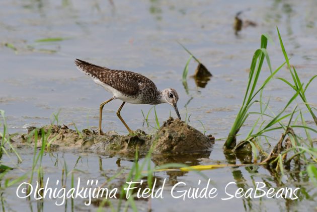 8月1日 石垣島 バードウオッチング 野鳥撮影6