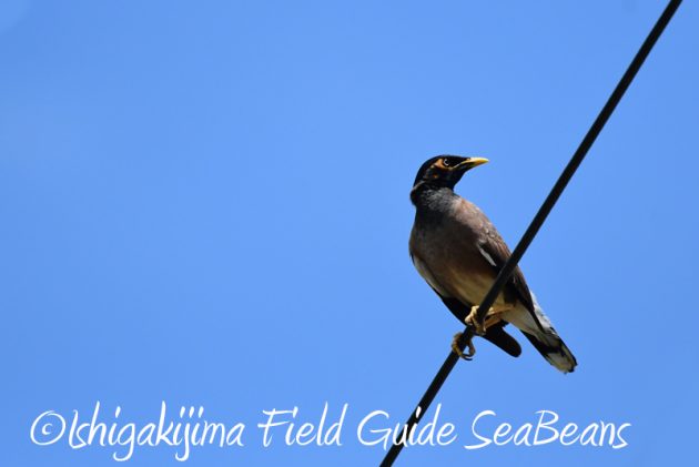 8月2日石垣島　バードウオッチング　野鳥撮影15