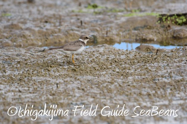 8.15石垣島バードウオッチング&野鳥撮影6