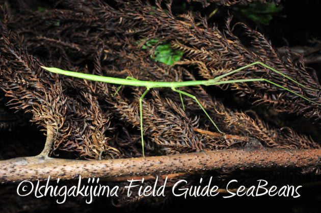 8月1日　石垣島ナイトツアー10