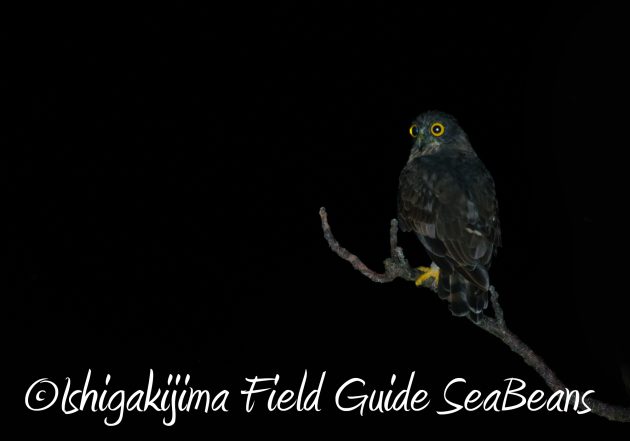 8.16石垣島ナイトツアー2