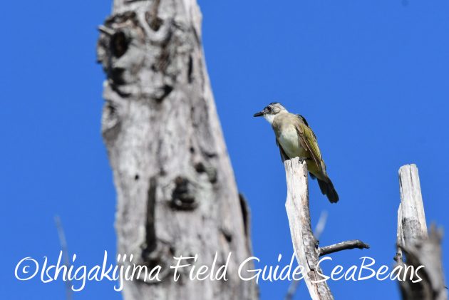 8月16日石垣島　バードウオッチング＆野鳥撮影ガイド2