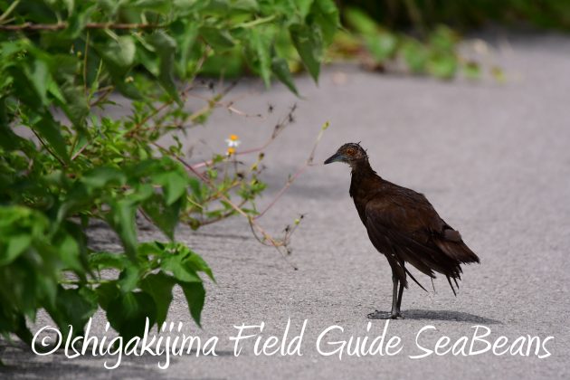 8月12日石垣島バードウオッチング＆野鳥撮影19