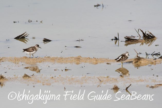8月17日石垣島バードウオッチング&野鳥撮影3