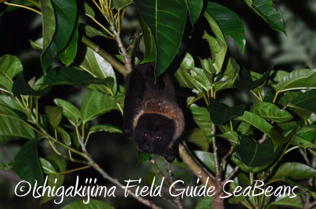 8月8日 石垣島ナイトツアー17