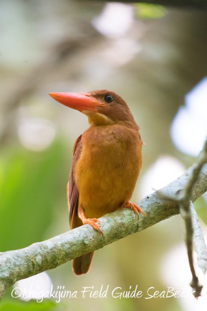 8月8日石垣島 バードウオッチング&野鳥撮影10