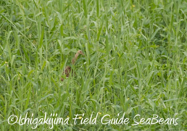 8月12日石垣島バードウオッチング＆野鳥撮影15