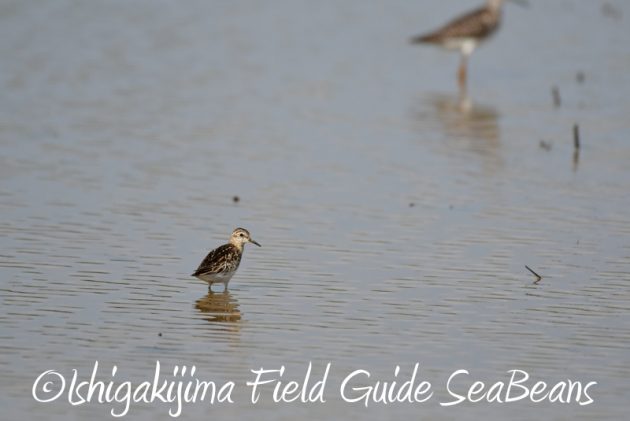 8月4日鳥獣保護区域等巡回調査7