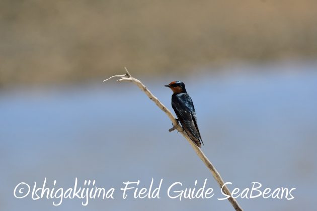 8.15石垣島バードウオッチング&野鳥撮影19