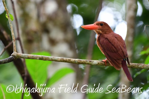 8月12日石垣島バードウオッチング＆野鳥撮影4
