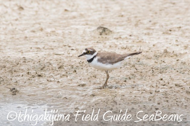 8月16日石垣島　バードウオッチング＆野鳥撮影ガイド14