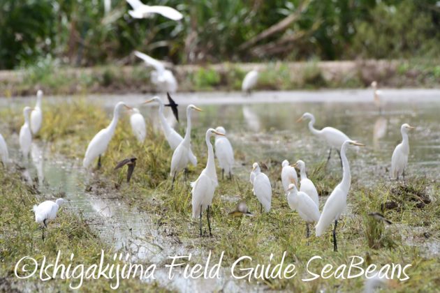 9%e6%9c%8822%e6%97%a5%e7%9f%b3%e5%9e%a3%e5%b3%b6%e3%83%90%e3%83%bc%e3%83%89%e3%82%a6%e3%82%aa%e3%83%83%e3%83%81%e3%83%b3%e3%82%b0%ef%bc%86%e9%87%8e%e9%b3%a5%e6%92%ae%e5%bd%b1%e3%82%ac%e3%82%a4