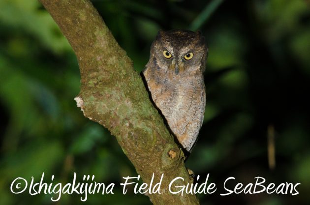 9%e6%9c%8825%e6%97%a5%e7%9f%b3%e5%9e%a3%e5%b3%b6%e3%83%8a%e3%82%a4%e3%83%88%e3%83%84%e3%82%a2%e3%83%bc2