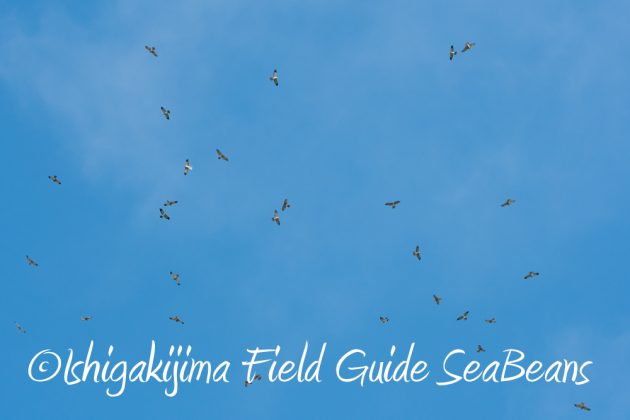 9%e6%9c%8823%e6%97%a5%e7%9f%b3%e5%9e%a3%e5%b3%b6%e3%83%90%e3%83%bc%e3%83%89%e3%82%a6%e3%82%aa%e3%83%83%e3%83%81%e3%83%b3%e3%82%b0%ef%bc%86%e9%87%8e%e9%b3%a5%e6%92%ae%e5%bd%b1%e3%82%ac%e3%82%a4