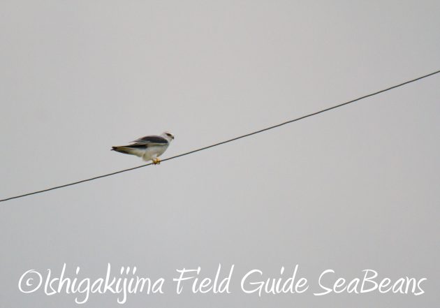 9月3日石垣島バードウオッチング＆野鳥撮影ガイド13