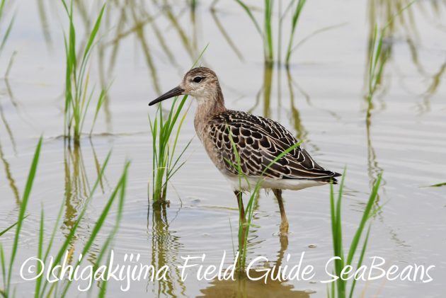 C-_Users_SeaBeans_Desktop_9月5日石垣島バードウオッチング＆野鳥撮影ガイド20
