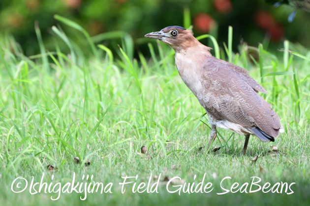 9%e6%9c%8825%e6%97%a5%e7%9f%b3%e5%9e%a3%e5%b3%b6%e3%83%90%e3%83%bc%e3%83%89%e3%82%a6%e3%82%aa%e3%83%83%e3%83%81%e3%83%b3%e3%82%b0%ef%bc%86%e9%87%8e%e9%b3%a5%e8%a6%b3%e5%af%9f%e3%82%ac%e3%82%a4