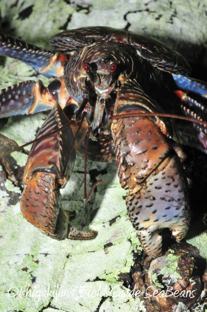 9%e6%9c%889%e6%97%a5%e7%9f%b3%e5%9e%a3%e5%b3%b6%e3%83%8a%e3%82%a4%e3%83%88%e3%83%84%e3%82%a2%e3%83%bc11