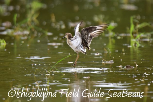 9%e6%9c%8815%e6%97%a5%e7%9f%b3%e5%9e%a3%e5%b3%b6%e9%b3%a5%e7%8d%a3%e4%bf%9d%e8%ad%b7%e5%8c%ba%e5%9f%9f%e5%b7%a1%e5%9b%9e%e8%aa%bf%e6%9f%bb6