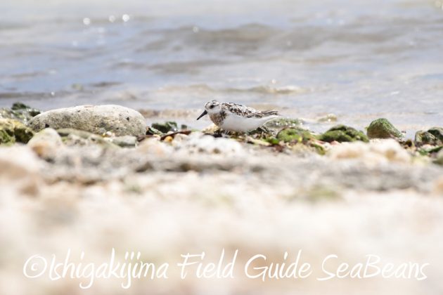 9%e6%9c%8822%e6%97%a5%e7%9f%b3%e5%9e%a3%e5%b3%b6%e3%83%90%e3%83%bc%e3%83%89%e3%82%a6%e3%82%aa%e3%83%83%e3%83%81%e3%83%b3%e3%82%b0%ef%bc%86%e9%87%8e%e9%b3%a5%e6%92%ae%e5%bd%b1%e3%82%ac%e3%82%a4