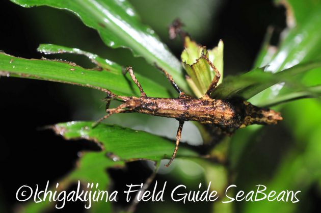 9%e6%9c%8814%e6%97%a5%e7%9f%b3%e5%9e%a3%e5%b3%b6%e3%83%8a%e3%82%a4%e3%83%88%e3%83%84%e3%82%a2%e3%83%bc14