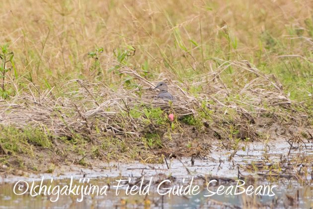 9%e6%9c%8830%e6%97%a5%e7%9f%b3%e5%9e%a3%e5%b3%b6%e3%83%90%e3%83%bc%e3%83%89%e3%82%a6%e3%82%aa%e3%83%83%e3%83%81%e3%83%b3%e3%82%b0%ef%bc%86%e9%87%8e%e9%b3%a5%e6%92%ae%e5%bd%b1%e3%82%ac%e3%82%a4