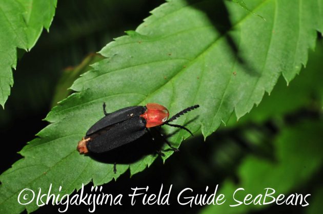 9%e6%9c%88%ef%bc%91%ef%bc%91%e6%97%a5%e7%9f%b3%e5%9e%a3%e5%b3%b6%e3%83%8a%e3%82%a4%e3%83%88%e3%83%84%e3%82%a2%e3%83%bc9